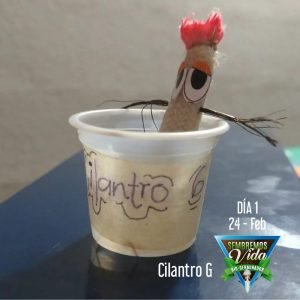Cilantro G - día 1