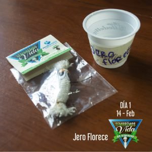 Jero Florece - Carolina