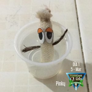 Pinky - día 1