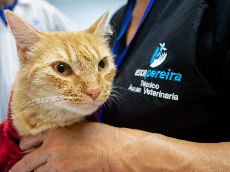 Escapereira Técnicos Laborales Área de la Salud Técnico Auxiliar en Clínica Veterinaria