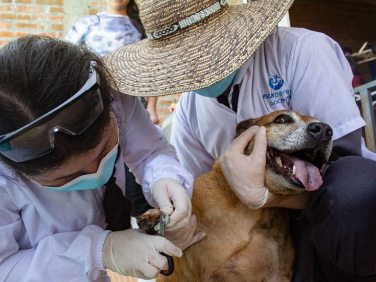 Escapereira Técnicos Laborales Área de la Salud Técnico Auxiliar en Clínica Veterinaria